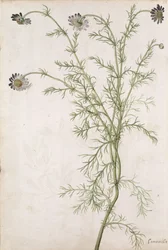 Chamaemelum nobile Allioni, c.1568